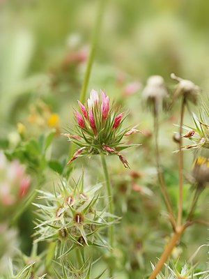 photographie de fleurs de Trifolium stellatum en gros plan, prise à Torre Grande, en Sardaigne (Italie).