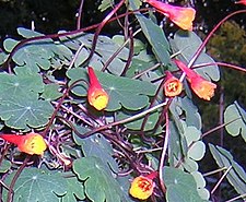 Allawsu (Tropaeolum tuberosum)