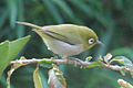 Green-backed white-eye