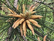 Pollen cones