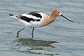 Photo de profil d'une Avocette d'Amérique marchant dans l'eau avec la tête couleur crème et l'aile noire barrée de blanc.