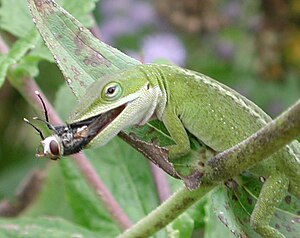 Carolina Anole