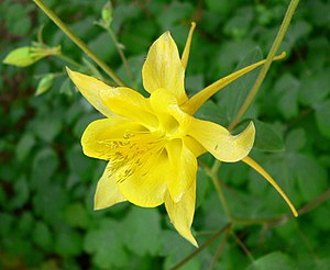 Aquilegia chrysantha