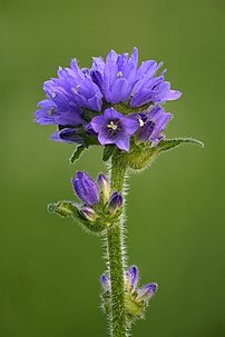 Inflorescence d'une campanule à fleurs en tête. (définition réelle 5 504 × 8 256)