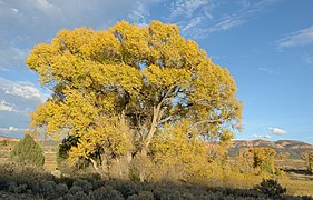 Populus angustifolia в Юте