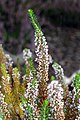 Cornish heath in close-up