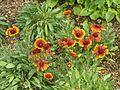 Gaillardia × hybrida