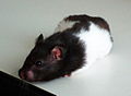 Hamster noir bande blanche ou "panda".