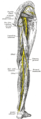 Nerves of the right lower extremity Posterior view.