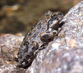 Californische boomkikker