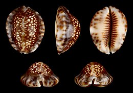 Suspaustoji kaurė (Cypraea depressa)