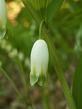 Getramsblomma