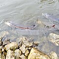 Sturgeon Spawning every Spring on the Fox River