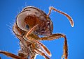 Image 11Closeup of a fire ant, showing fine sensory hairs on antennae (from Insect morphology)