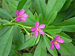 Talinum portulacifolium