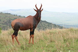 Parc national de l'Akagera, Rwanda (D. ugandae ?)