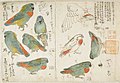 インコ『博物館写生図』