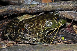 Grenouille-taureau (Lithobates catesbeianus)