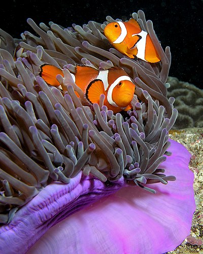 Роскошная актиния (Heteractis magnifica) и анемоновые рыбы (Amphiprion ocellaris) вблизи побережья Восточного Тимора