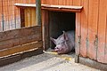 Pig at the Pig Barn