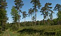 Eerbeek, la Veluwe cerca la Imboschweg - el sendero de Eerbeek