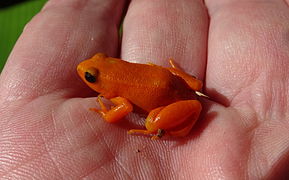 Golden Mantella frog at Peyrieras Reptile Reserve