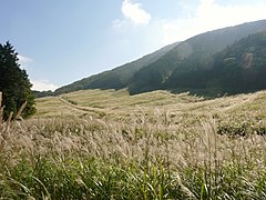 秋のすすき草原