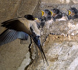 boereswel (Hirundo rustica).