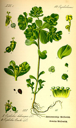 Euphorbia helioscopia