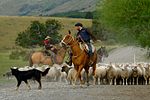 Herde får i Patagonien, Argentina.