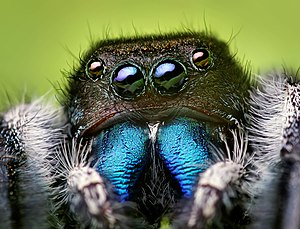 Maskla plenkreskulo de Phidippus audax