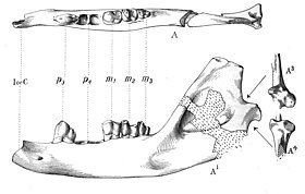 Maxilar inferior de Ptolemaia lyonsi