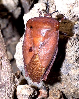 Tessaratoma papillosa, имаго