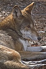 Endangered red wolf