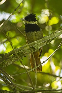 Batara à poitrine noire (Biatas nigropectus)