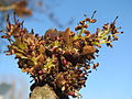 Lehtosaarnen eli saarnen (Fraxinus excelsior) huiskilokukinto.