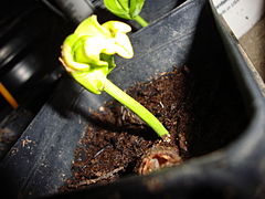 Semilla de Adansonia grandidieri germinando.