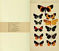Book page showing watercolour plate of butterfly specimens