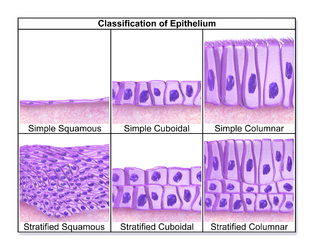 Epithelium classification.