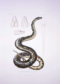 Boa constrictor