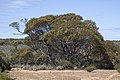 Eukalyptus yalatensis