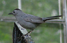 Kattespottefugl Dumetella carolinensis