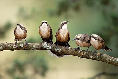 Grey-crowned babbler