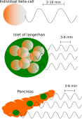 Cellular insulin oscillations