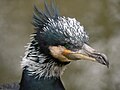 Great Cormorant