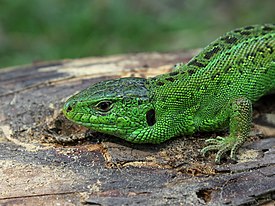 Прыткая ящерица (Lacerta agilis)