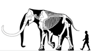 Columbian mammoth (M. columbi) bull around 3.7 metres (12 ft) tall