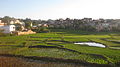 Camp d'arròs en un entorn urbà a Antananarivo.