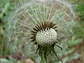 Taraxacum officinale; Kula, Maui