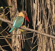 Eyeing prey in Kolkata, West Bengal, India.